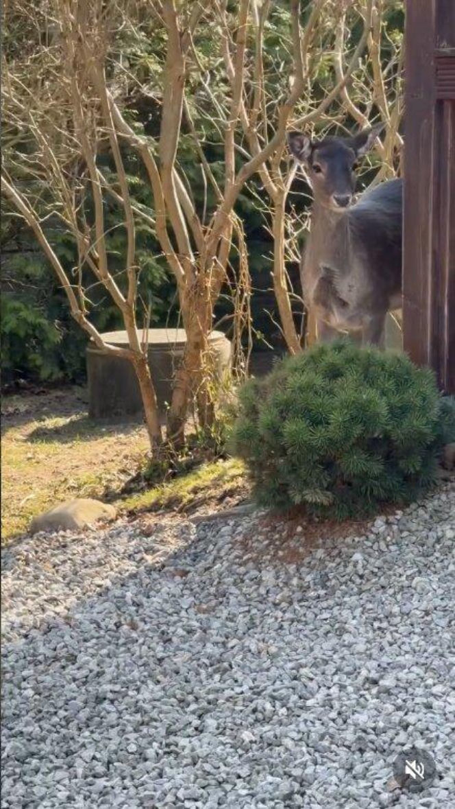 Szokujące nagranie z ogrodu Ewy Gawryluk! Takich gości się nie spodziewała