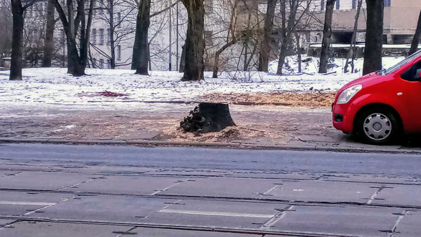 Masowa wycinka drzew w alei Wyzwolenia 