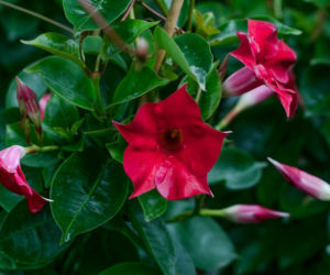 Mandewilla/Dipladenia