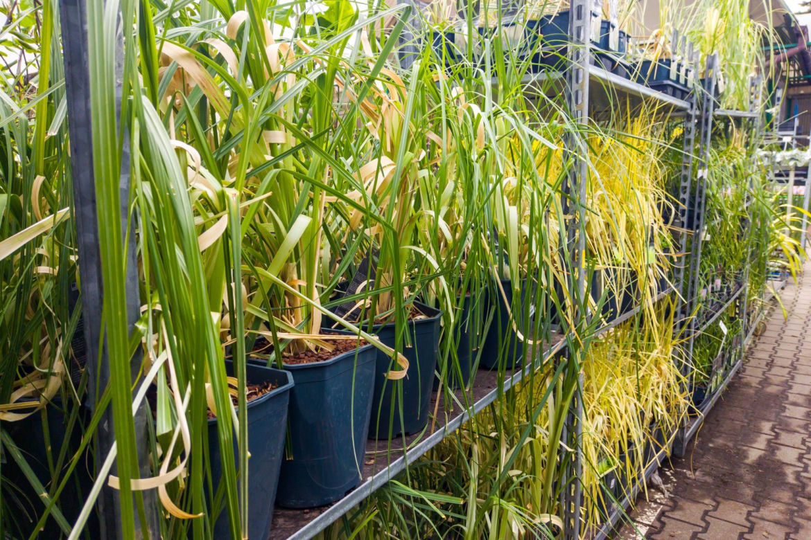 Trawa pampasowa Cortaderia – 79,99 zł/szt.