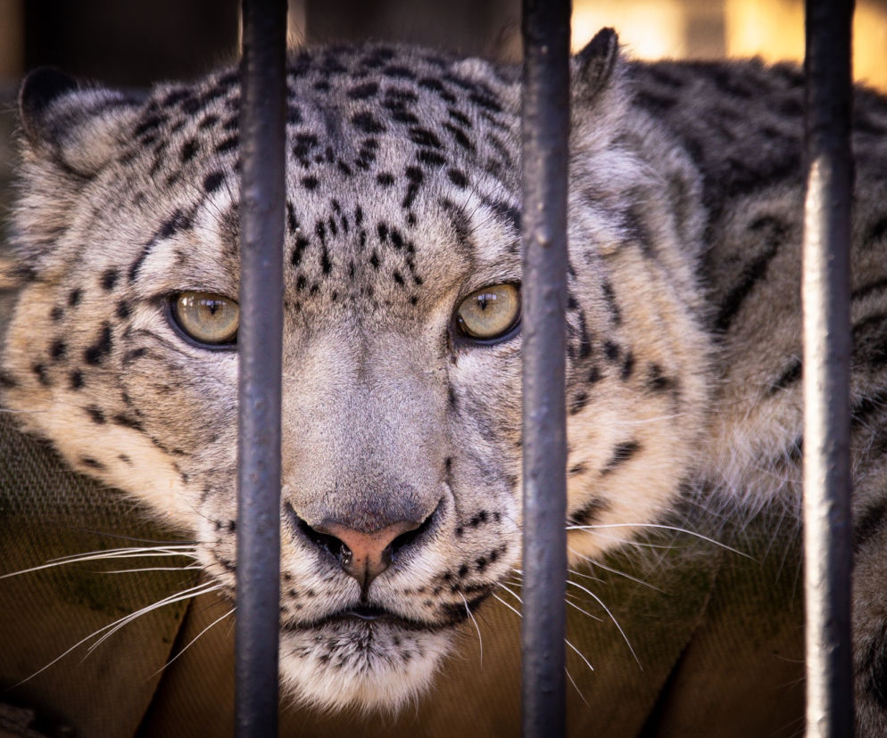 Pantery Śnieżne w Śląskim ZOO potrzebują nowego wybiegu