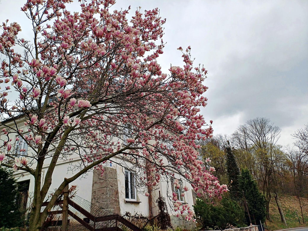 Szlak Magnolii w Cieszynie liczy 11 przystanków
