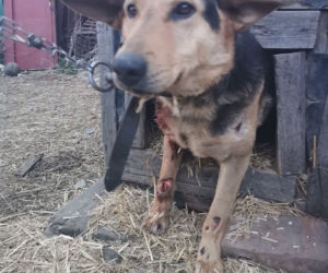 Świdnica: Sołtyska wsi Wirki przywiązała psa do samochodu i ciągnęła go po drodze 
