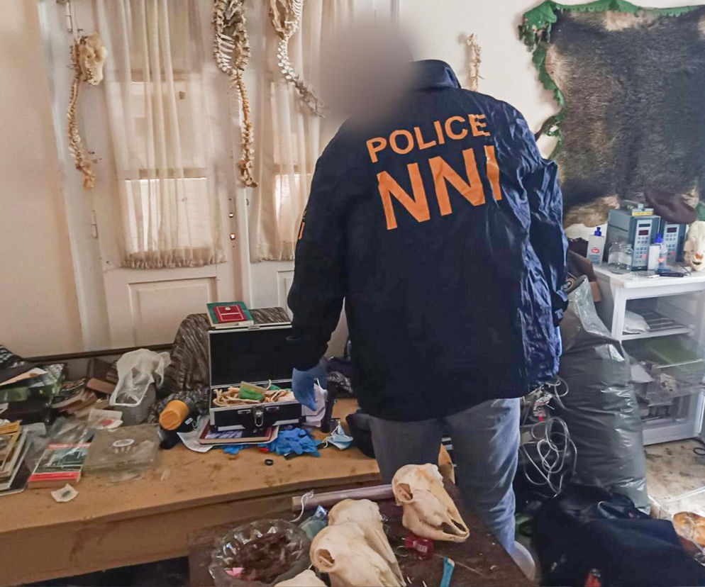 Policjant w niebieskiej kurtce z napisem POLICE NNI stoi w pomieszczeniu pełnym makabrycznych znalezisk, w tle wiszą szkielety i fragmenty kości, a na stołach leżą ludzkie szczątki w walizkach oraz słoikach, w tym czaszki i fragmenty skóry. Artykuł o tym makabrycznym odkryciu przeczytasz na naszym portalu.