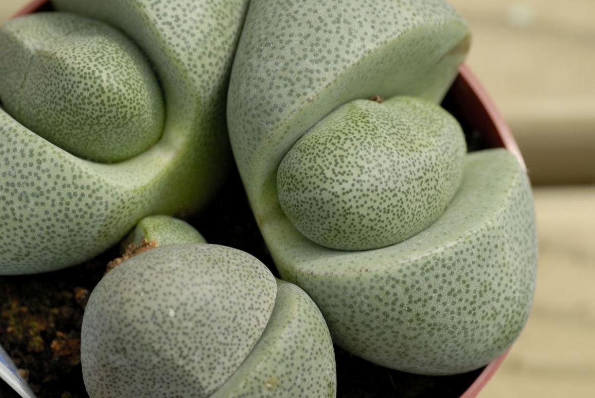Lithops