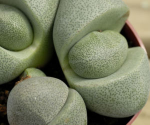 Lithops
