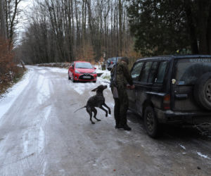 Leśnicy zostali zaatakowani przez rannego dzika