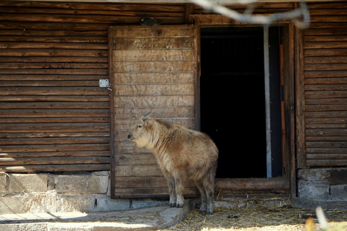 We wrocławskim zoo urodził się drugi w Polsce takin złoty