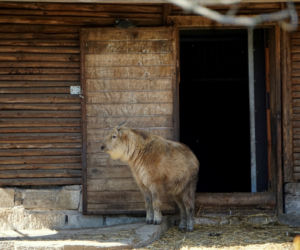 We wrocławskim zoo urodził się drugi w Polsce takin złoty