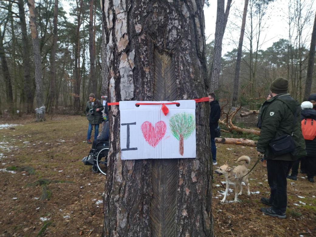 Protest na Barbarce w Toruniu. Społecznicy nie chcą wycinki starych sosen