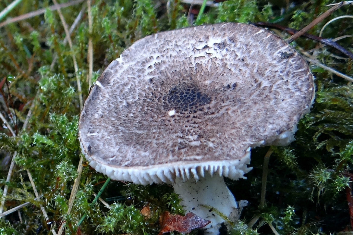 Gąska tygrysia