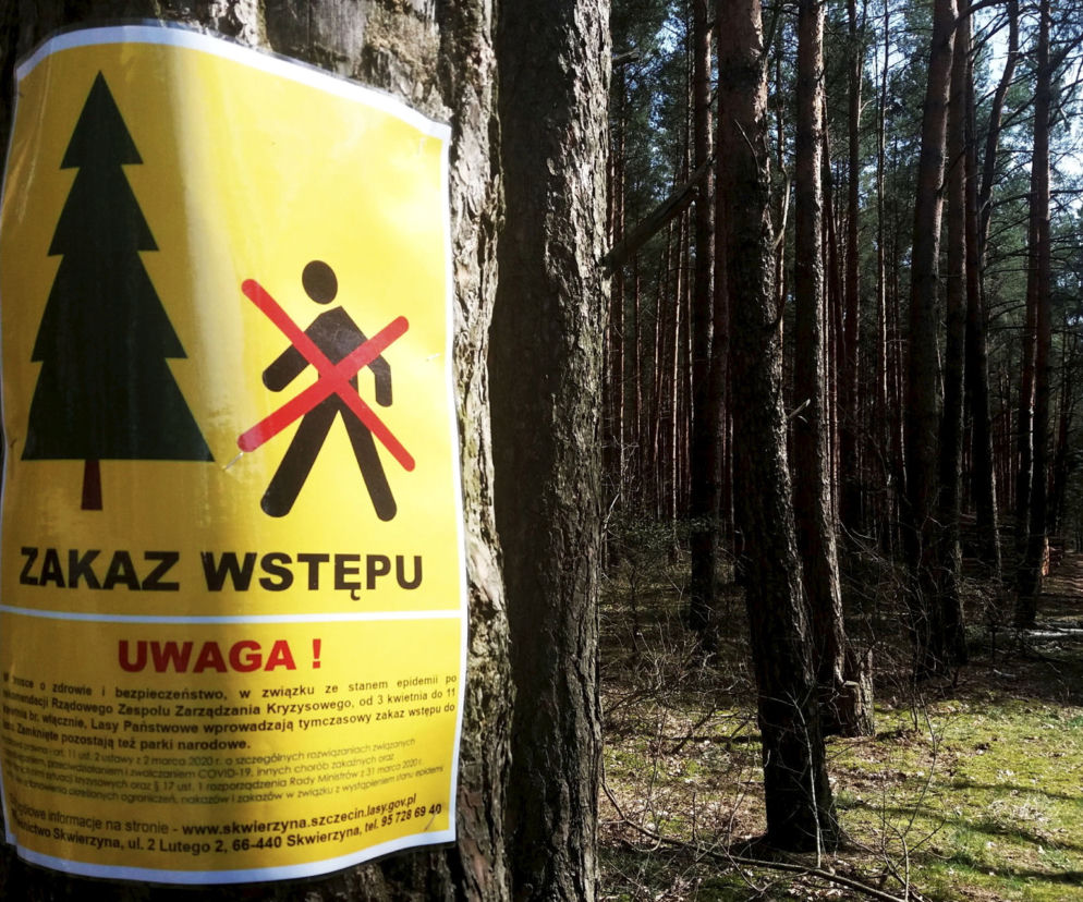 Żółta tablica z piktogramami przekreślonego człowieka i choinki, symbolizująca zakaz wstępu do lasu, przymocowana do pnia drzewa. W tle sosnowy las i leśna droga. Na naszym portalu znajdziesz więcej informacji o zakazach wstępu do lasów.
