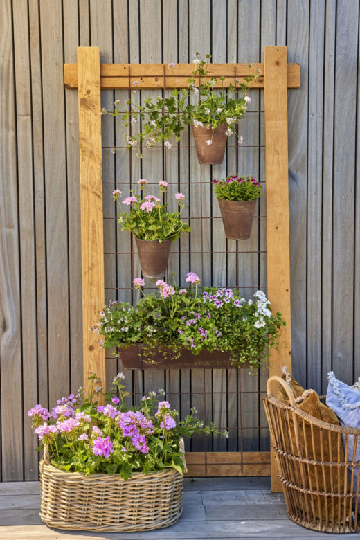 Pelargonie 