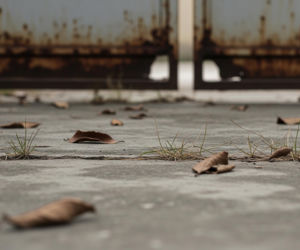 Znęcanie się nad zwierzętami w Wieliczce. Ile psów odebrano właścicielce?