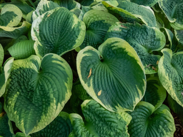 Funkia 'Frances Williams'
