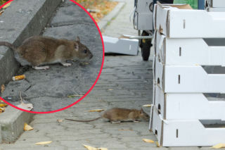 Wielka inwazja grubych szczurów na Pradze. Myślałem, że to koty [ZDJĘCIA]