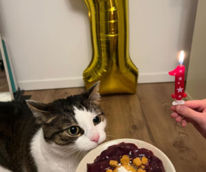 Rok temu walczył o życie. Dziś kot Panduś świętuje rocznicę w nowym domu