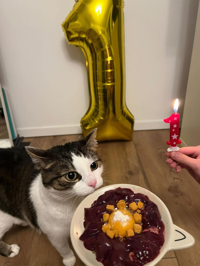 Rok temu walczył o życie. Dziś kot Panduś świętuje rocznicę w nowym domu