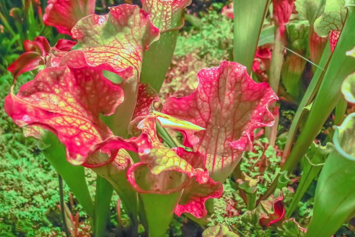 Kapturnica (Sarracenia)