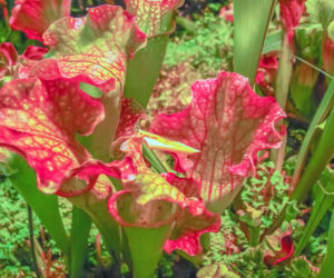 Kapturnica (Sarracenia)