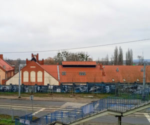 Drzewa na ul. Chmielewskiego