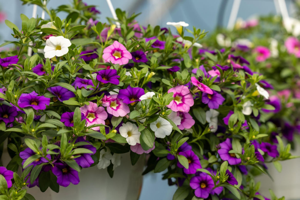 Surfinie (Petunia × hybrida)