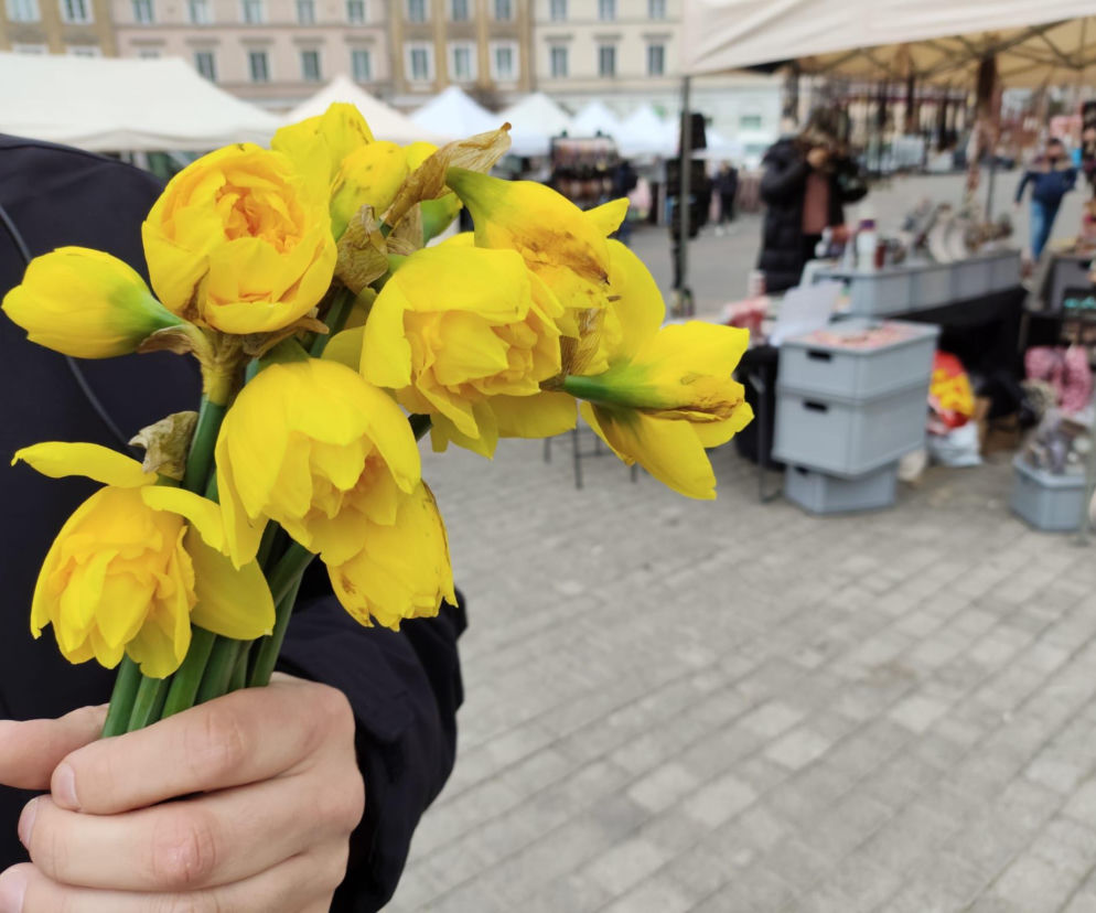 ESKA Lublin rozdawała żonkile na wiosnę