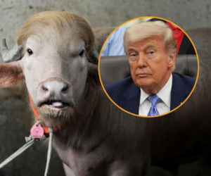 Bawół wygląda jak Donald Trump! Nie zostanie złożony w ofierze