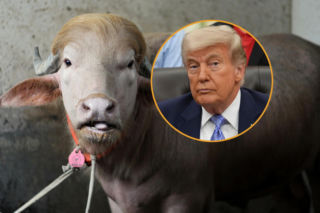 Bawół wygląda jak Donald Trump! Nie zostanie złożony w ofierze