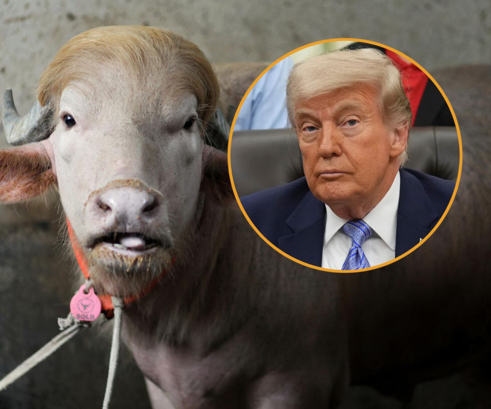 Bawół wygląda jak Donald Trump! To ocaliło mu życie