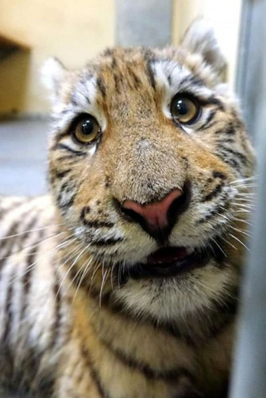 Poznańskie ZOO ratuje dzikie zwierzęta z Ukrainy