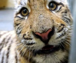 Poznańskie ZOO ratuje dzikie zwierzęta z Ukrainy