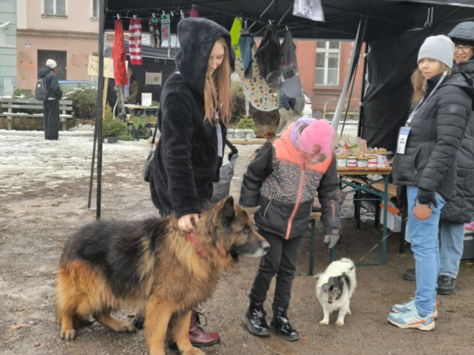 Spacer z pieskami w Lesznie