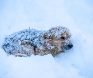 Pies konał z zimna na śniegu. Nagranie poruszyło internautów. Trwają poszukiwania właścicieli, jest nagroda