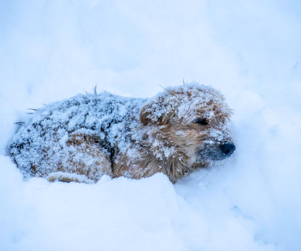 Pies konał z zimna na śniegu. Nagranie poruszyło internautów. Trwają poszukiwania właścicieli, jest nagroda