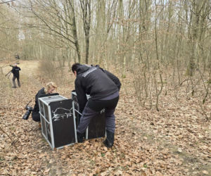 Rysie w Nadleśnictwie Susz