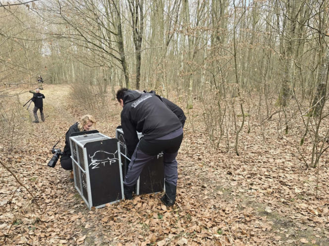 Rysie w Nadleśnictwie Susz