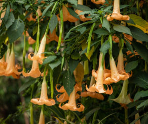 Datura