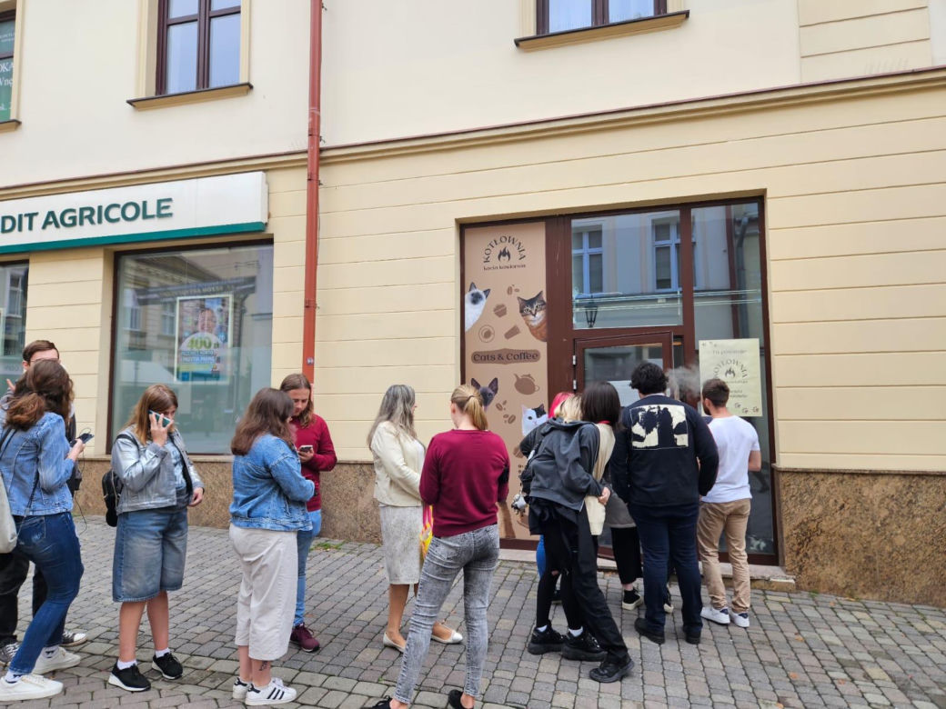 Pierwsza w Rzeszowie kocia kawiarnia już działa! Poznajcie kociaki z Kotłowni