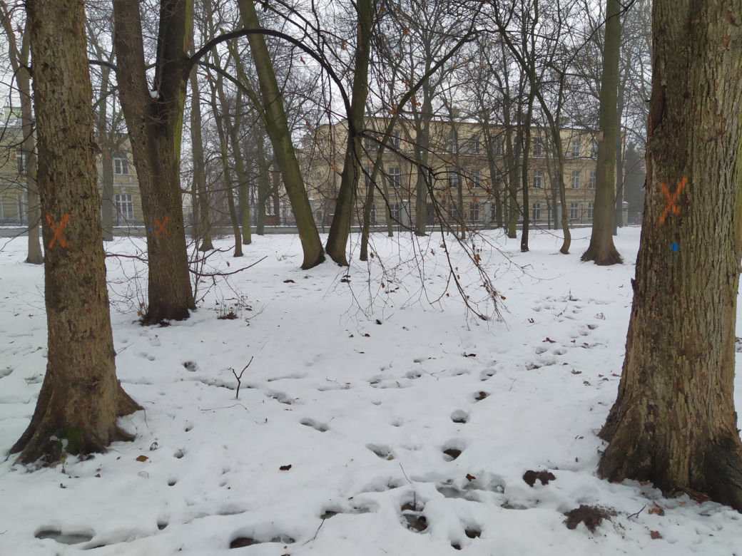Gdzie mieścił się kiedyś letni teatr? Siedlecki park Aleksandria sto lat temu i w pierwszym tygodniu stycznia 2021: