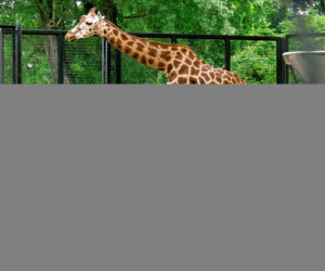 ZOO ma nowe cielaki