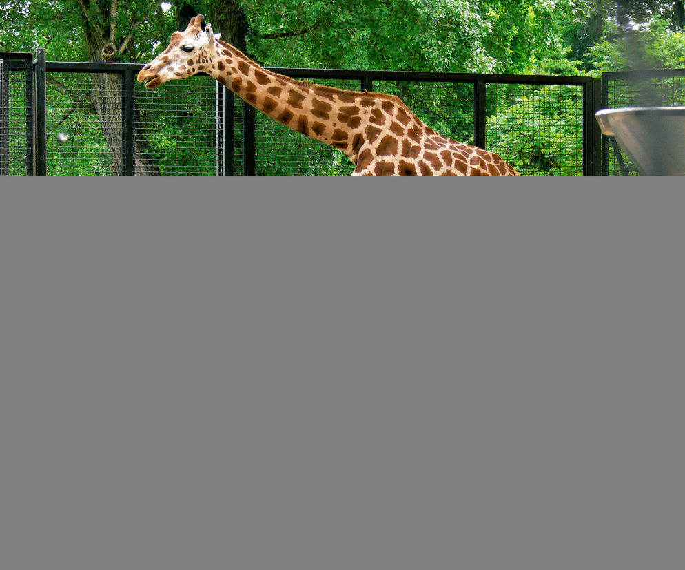 ZOO ma nowe cielaki