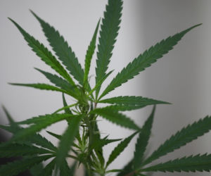 Marihuana narkotyki
