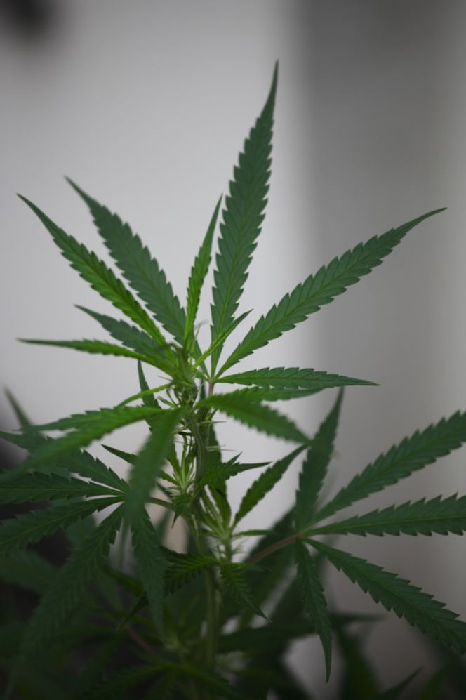 Marihuana narkotyki