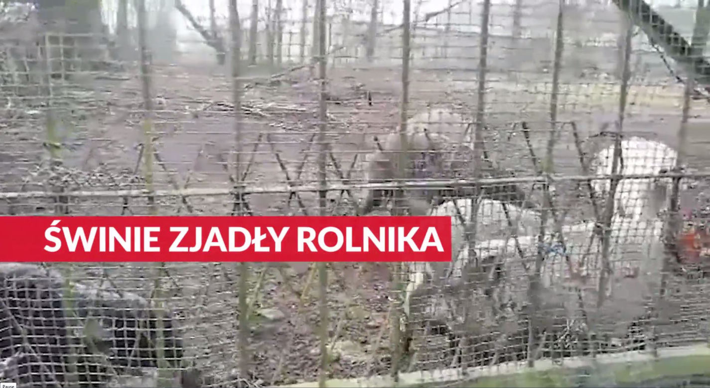 Horror koło Lubina. Świnie zjadły rolnika