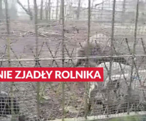 Horror koło Lubina. Świnie zjadły rolnika