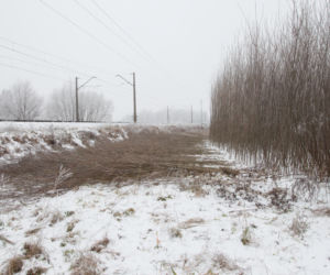Pociąg zmiażdżył ciężarną Angelikę i małą Amelkę. Dopiero po tragedii wycięli chaszcze przy torach