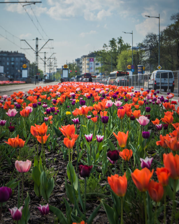 Warszawa utonęła w kolorowych tulipanach