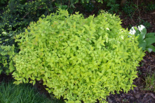 Tawuła japońska 'Goldmound' - Spiraea japonica 'Goldmound' = Spiraea x bumalda 'Goldmound'
