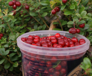 Nazywano go owocem diabła. W Finlandii to superfood, w Polsce wciąż jemy go zbyt rzadko, a szkoda, bo ma zbawienny wpływ na odporność i kondycję naszej skóry